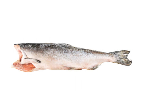 Pink (Hump-Back) Salmon